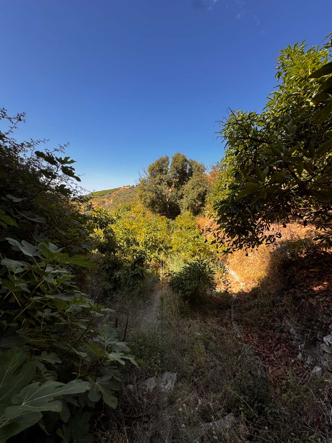 Parzelle zum verkauf in Frigiliana